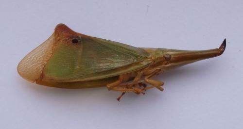 Odontoptera sp.